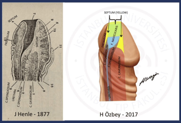 Glanüler üretranın (fossa navicularis), 'septum glandis' ve 'frenulum' ile olan bağlantılarını ve sınırlarını gösteren insan penisi ve idrar yolu anatomisi